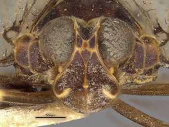 Media type: image;   Entomology 15971 Aspect: head frontal view